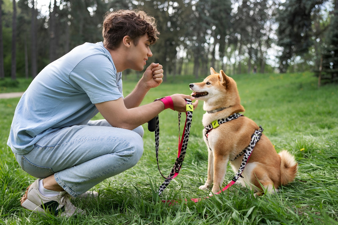 Choosing Durable Pet Leashes For Everyday Walks